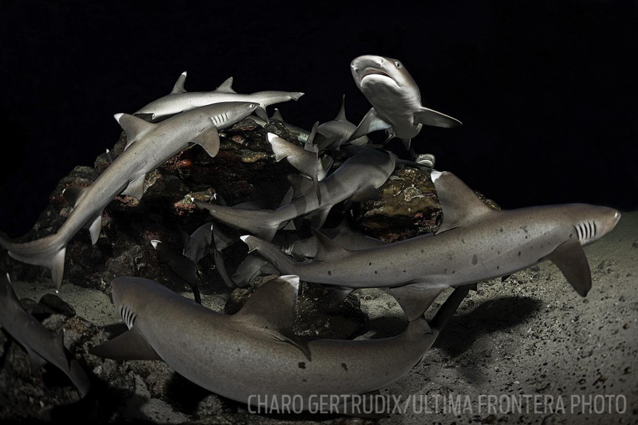 Scuba Diving Whitetip Sharks Costa Rica