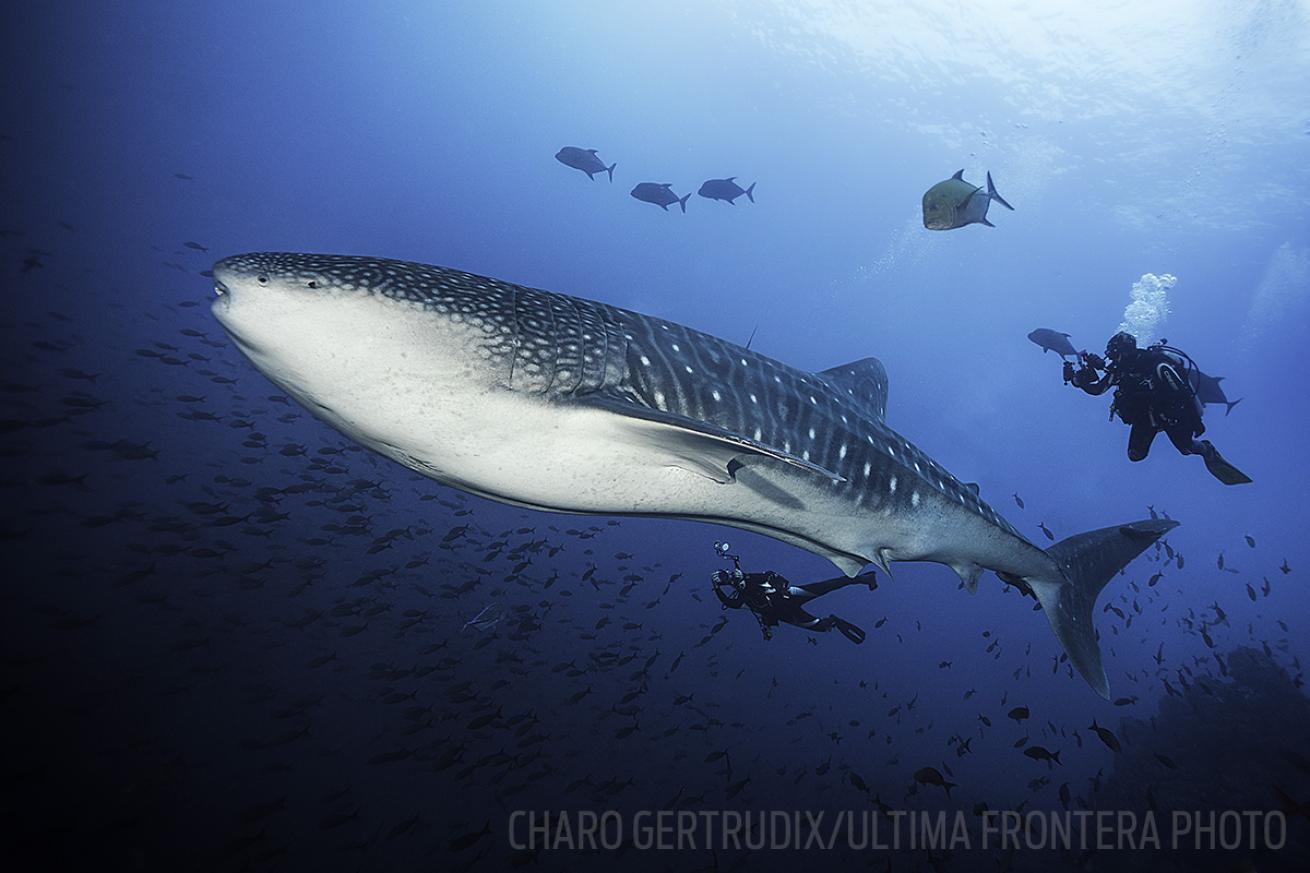 Whale Shark Costa Rica