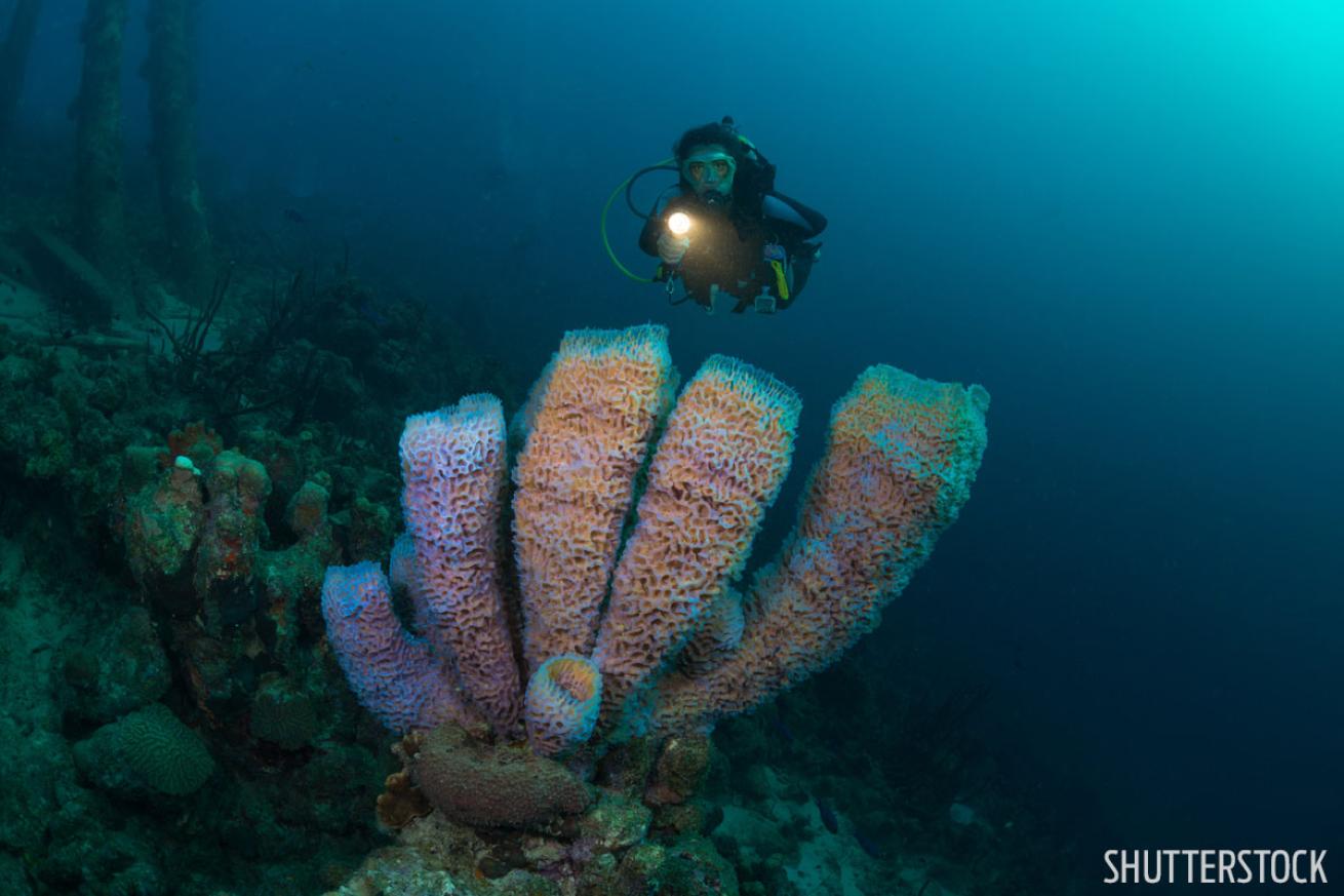 scuba diving bonaire at night