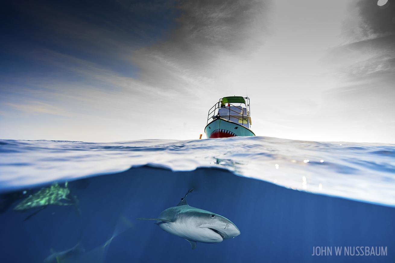 Shark underwater split-level photograph