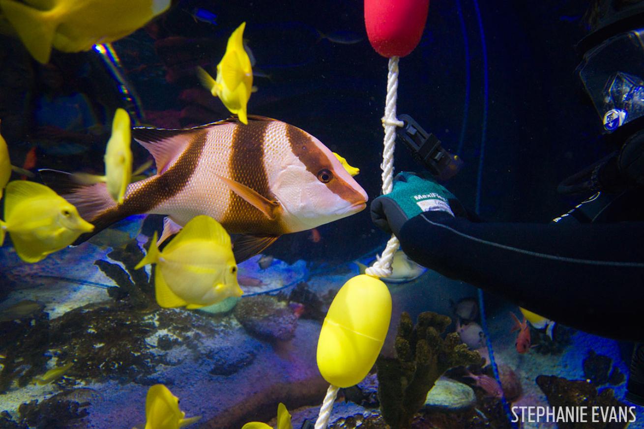 scuba diver underwater photography SeaLife