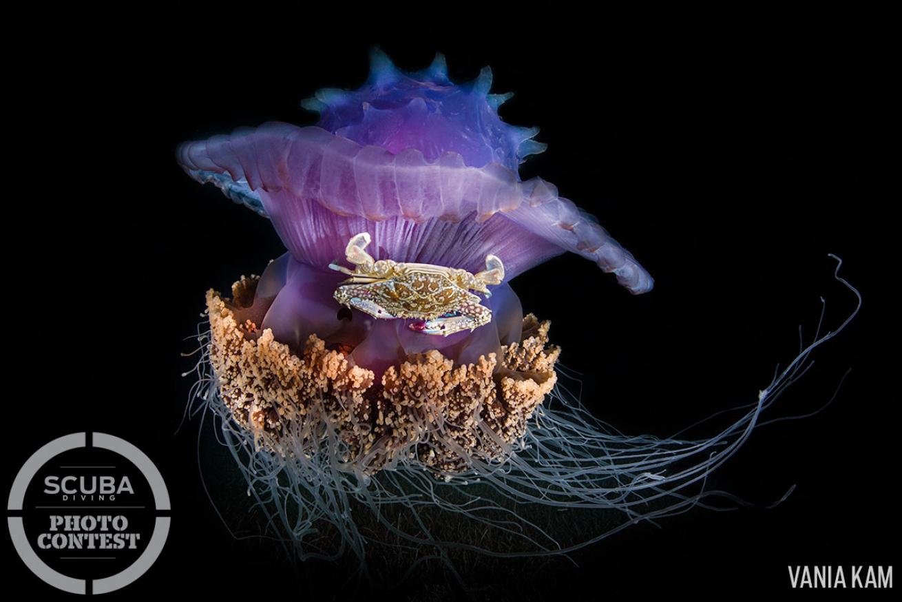 Crab riding on a jellyfish underwater photo