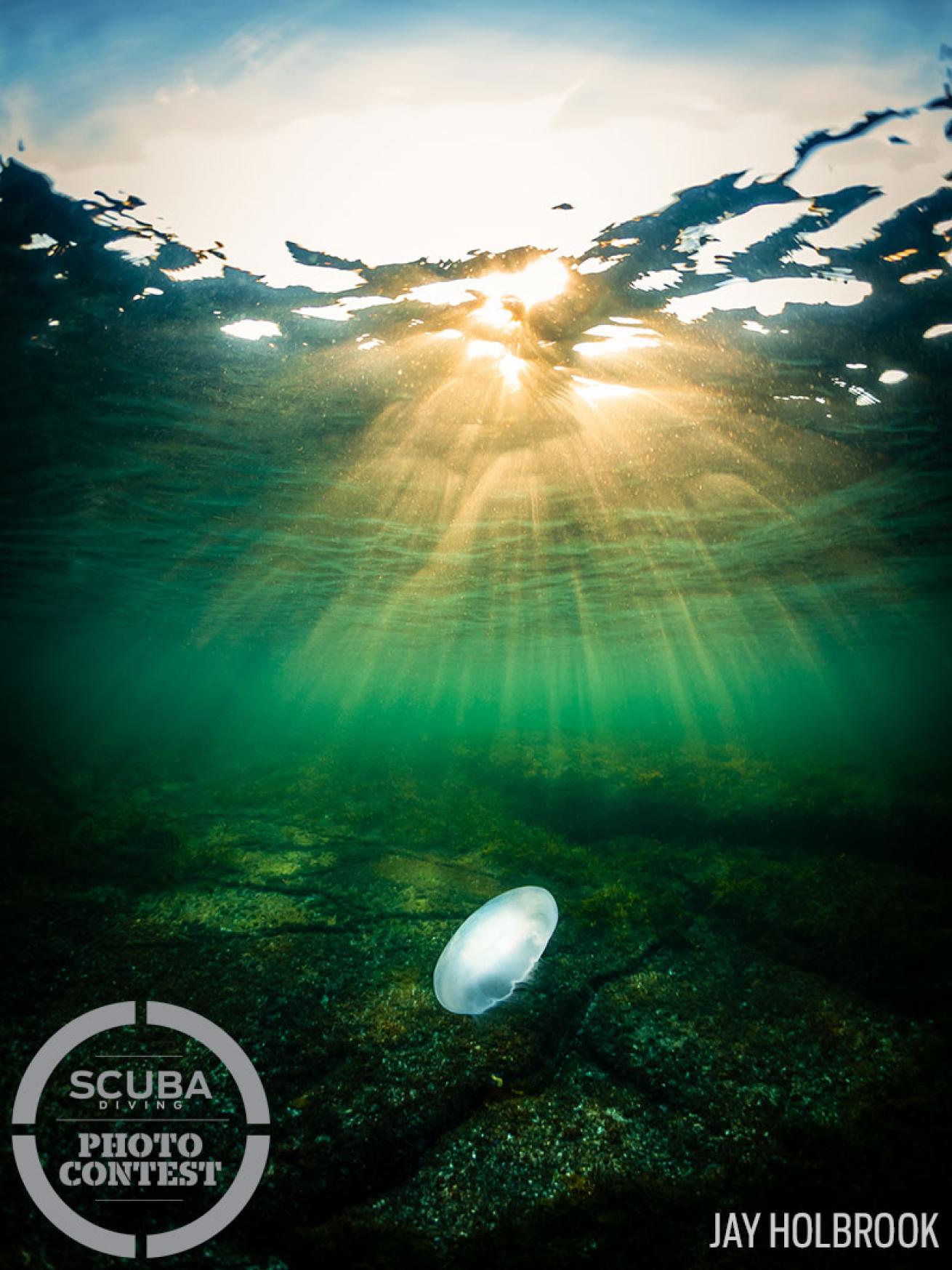 Moon jellyfish at sunset underwater in British Columbia