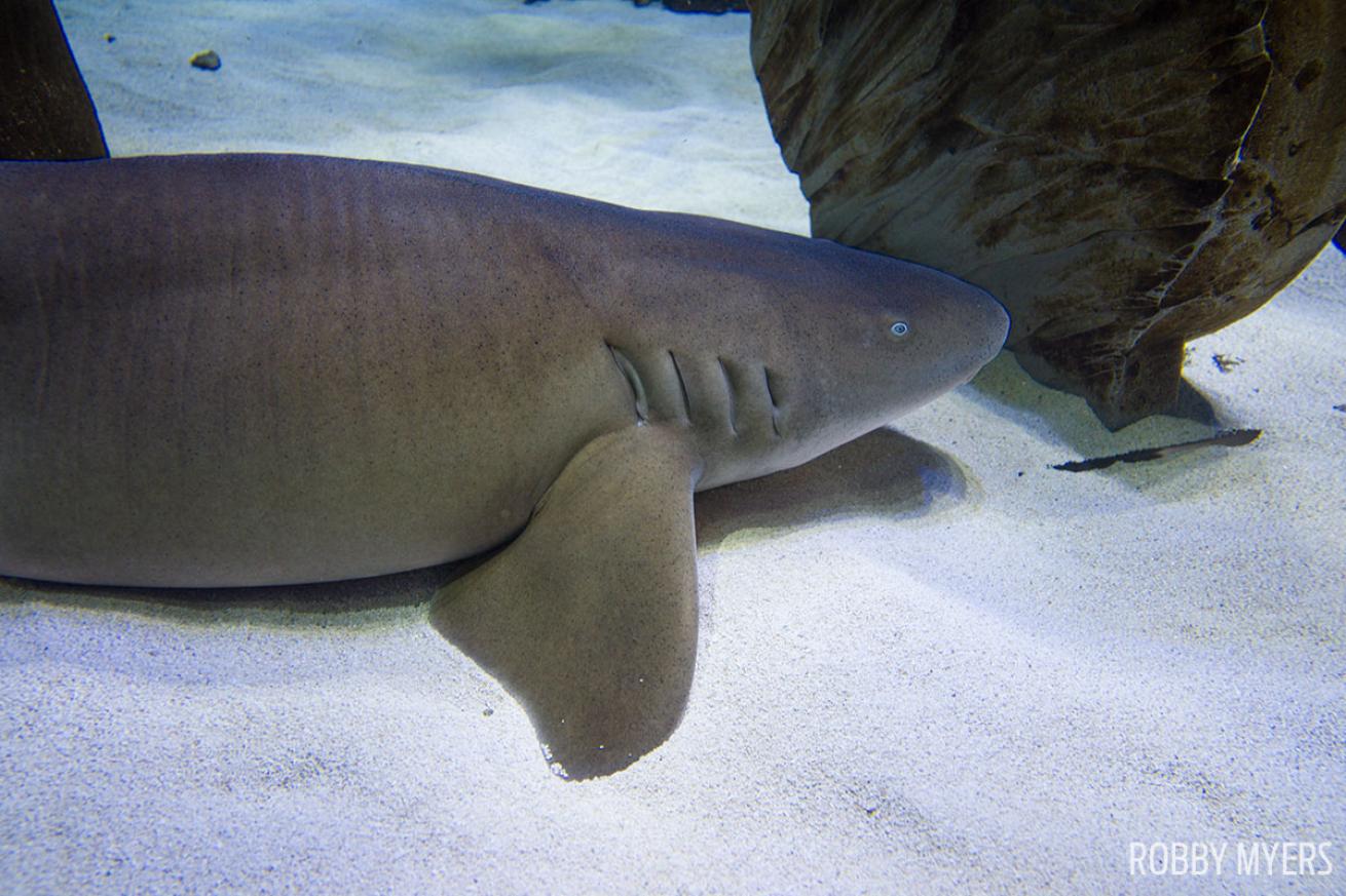 Nurse shark underwater photography SeaLife