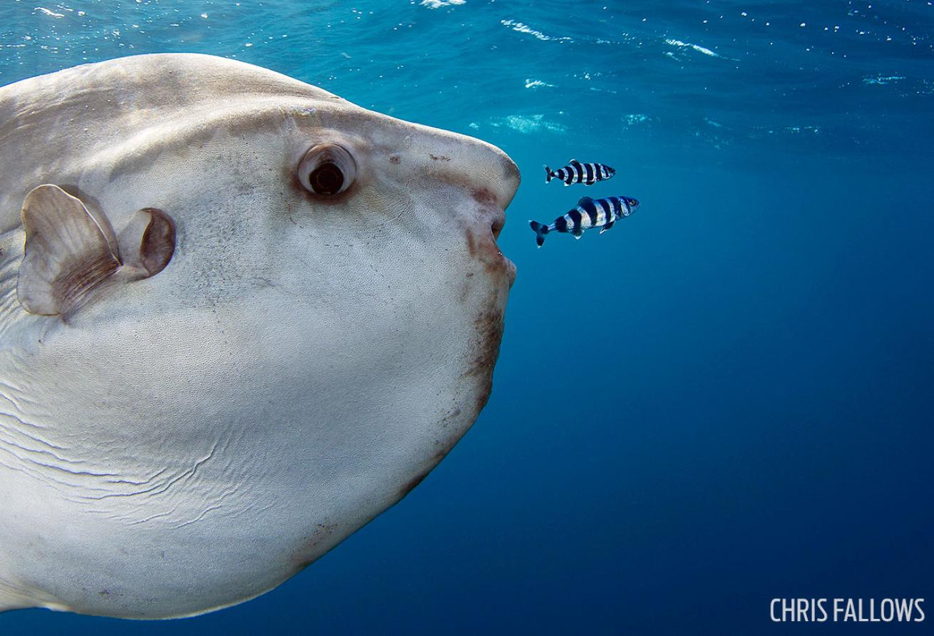 Mola mola and pilot fish underwater photo