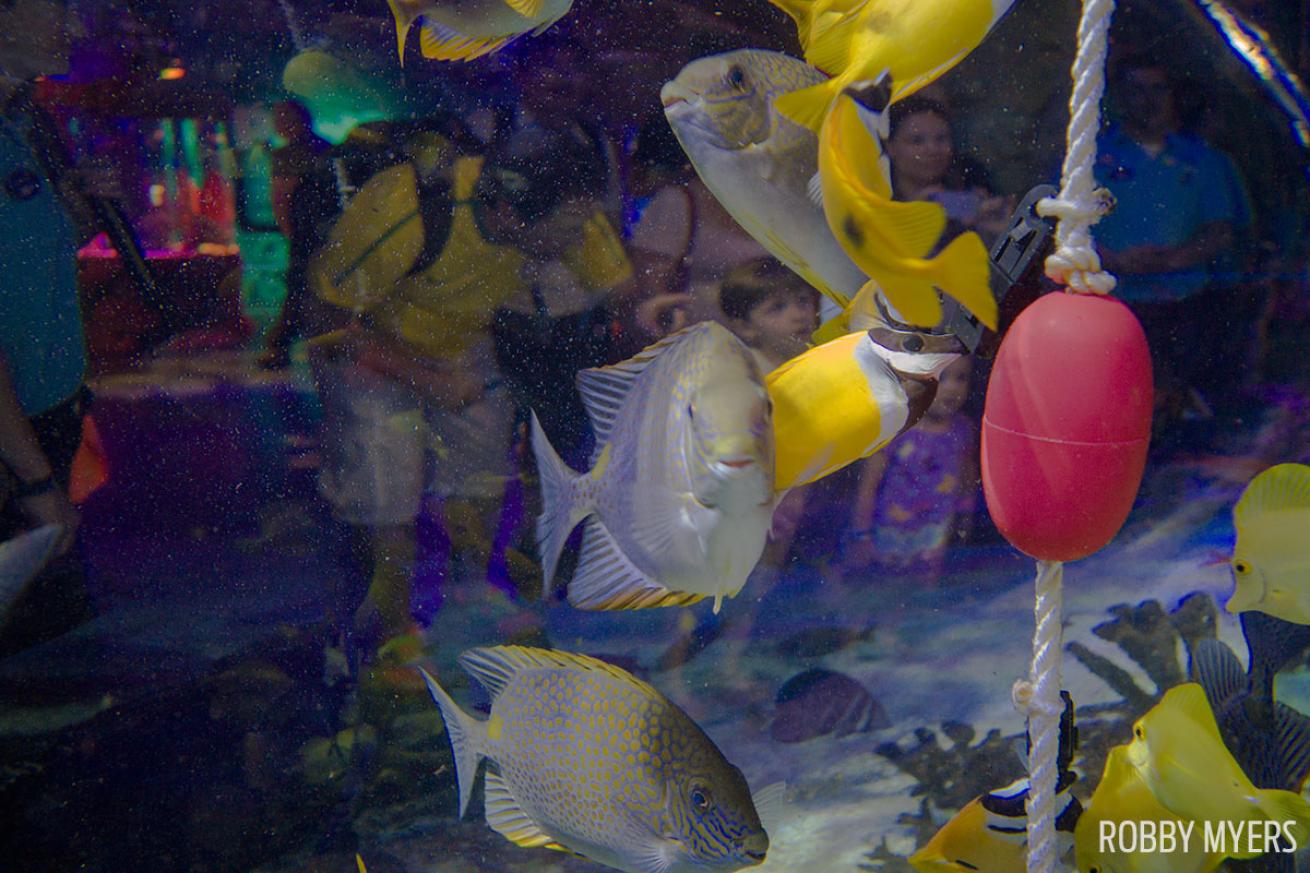 Orange-spotted rabbit fish SeaLife underwater photos