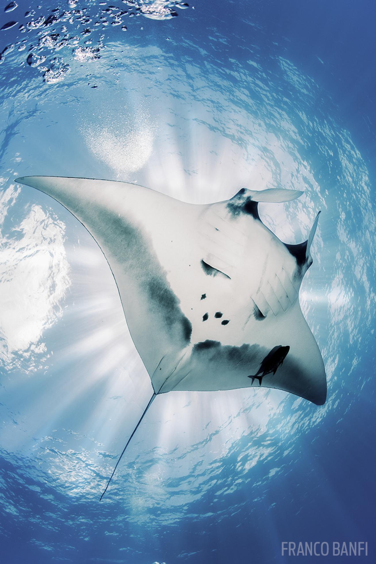 Manta Ray Underwater