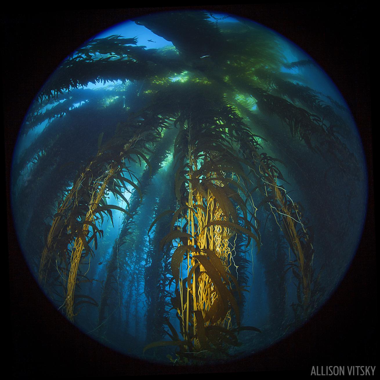 scuba diving southern California kelp forests 