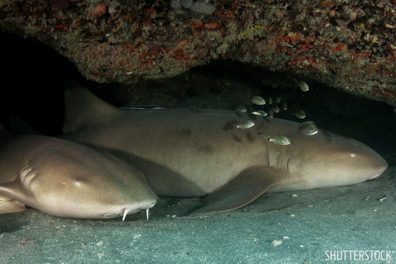 shark diving in florida