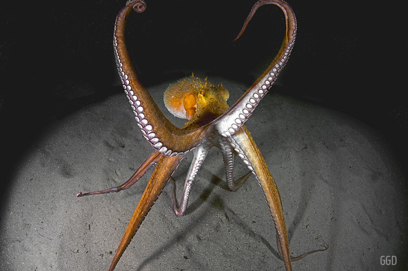 Octopus walking across the sand, looking for a boxing match