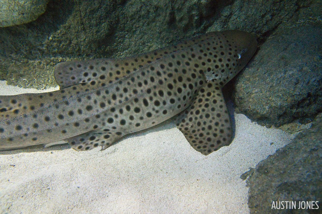 Zebra shark sealife underwater photo camera