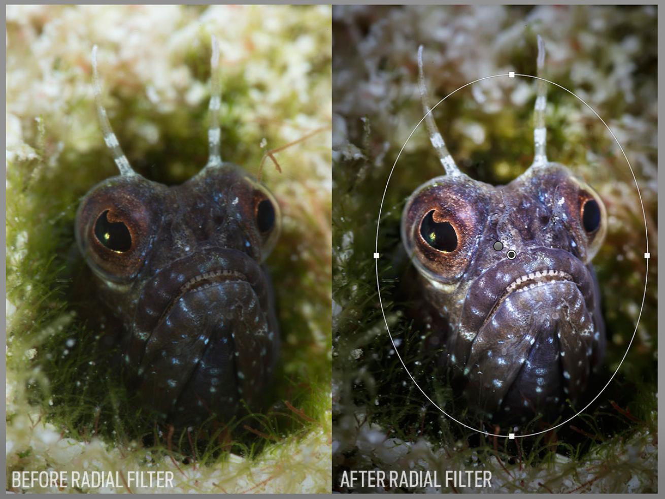 using lightroom filters to edit underwater photos 