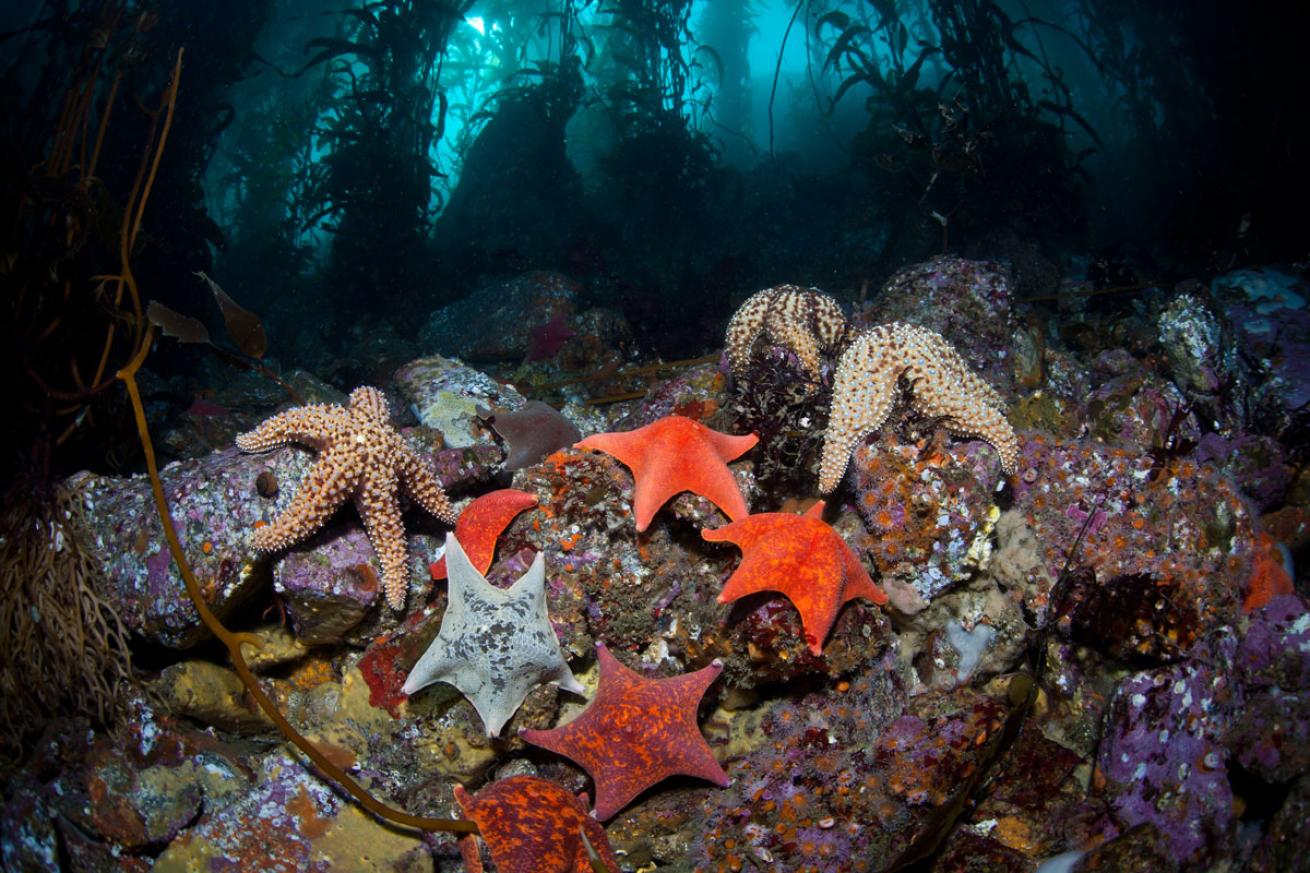 scuba diving in california