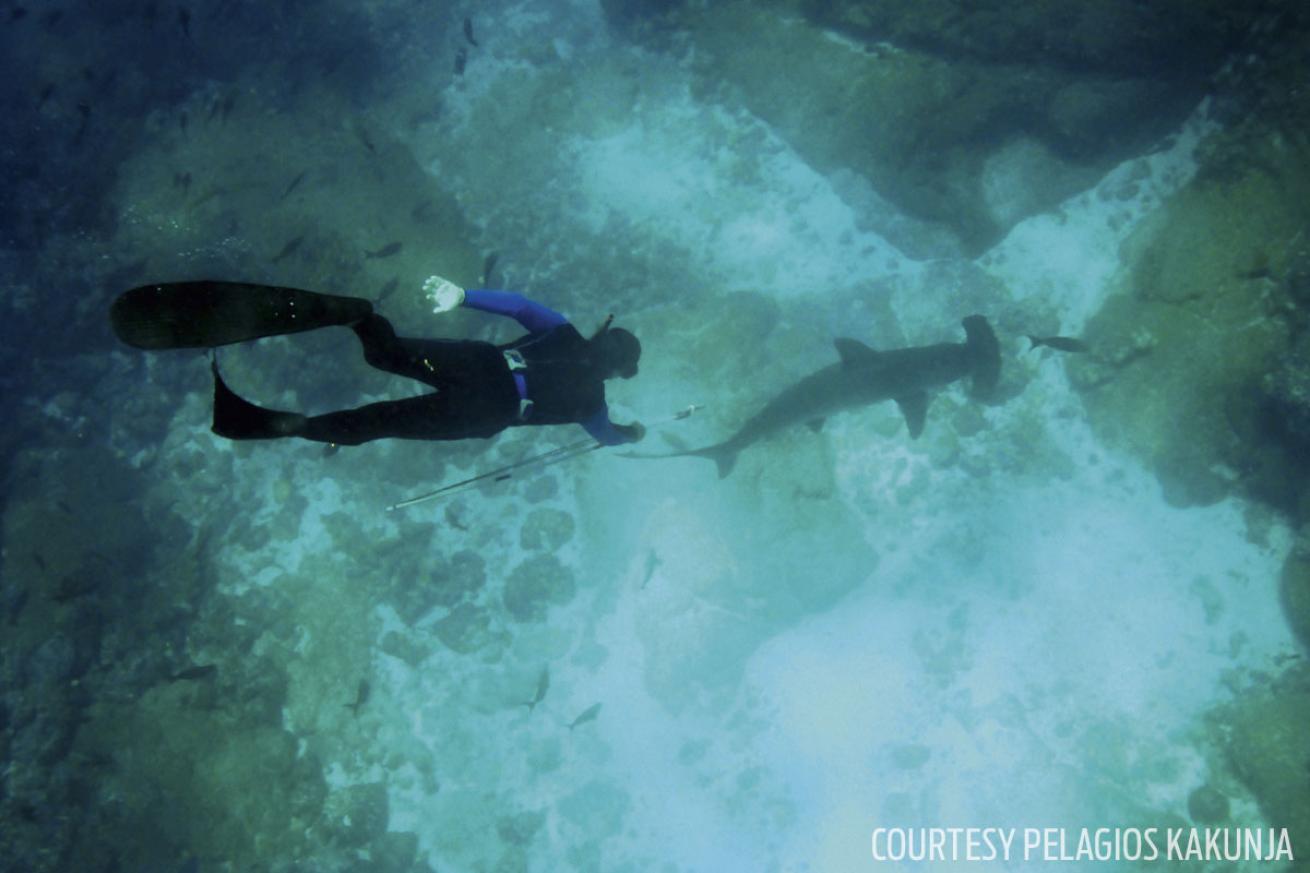 oris watches and shark conservation