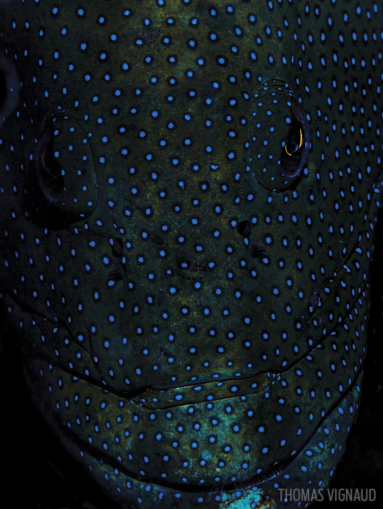 Blue spotted grouper underwater photo French Polynesia