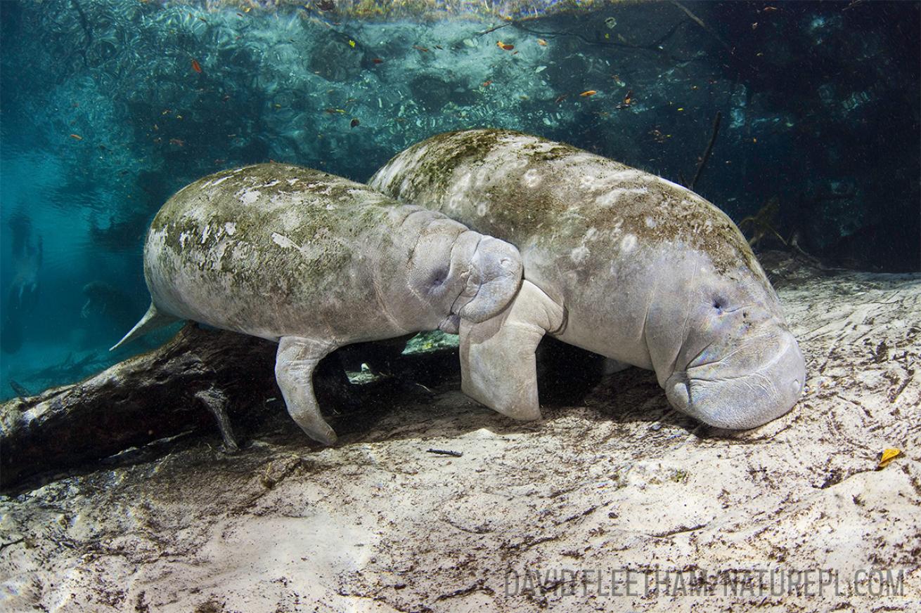 Snorkel with Manatees at Crystal River, Florida