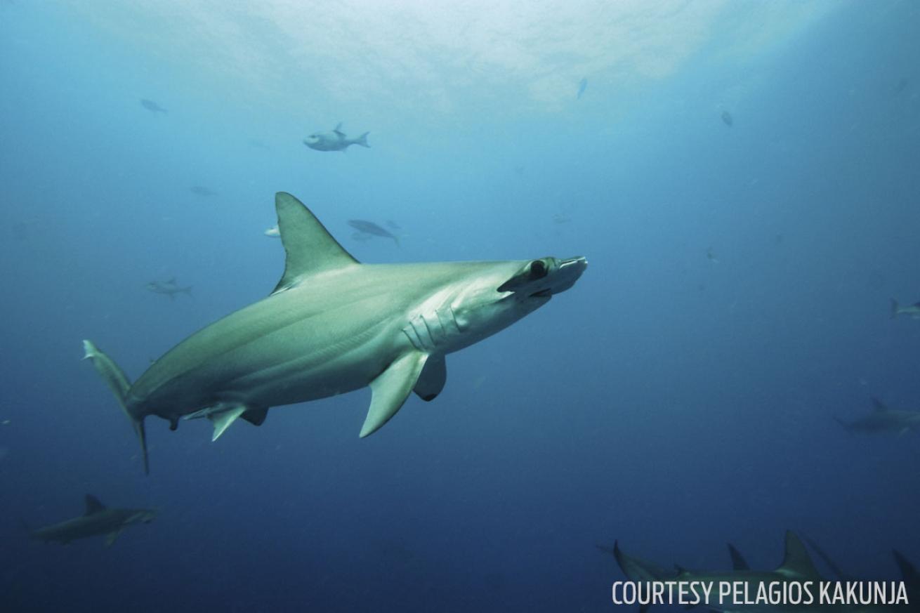 oris watches and shark conservation