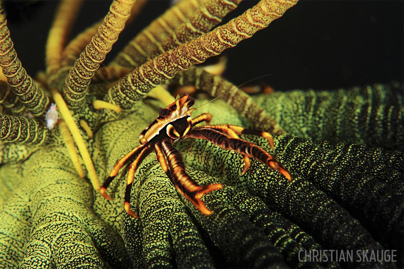 diving indonesia aboard wakatobi pelagian