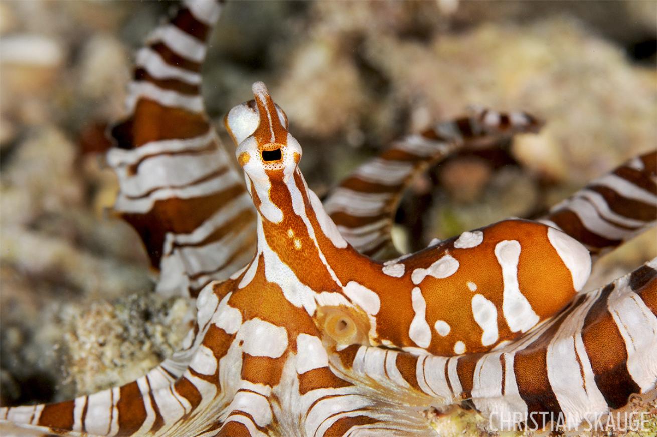 scuba diving with wonderpus in indonesia