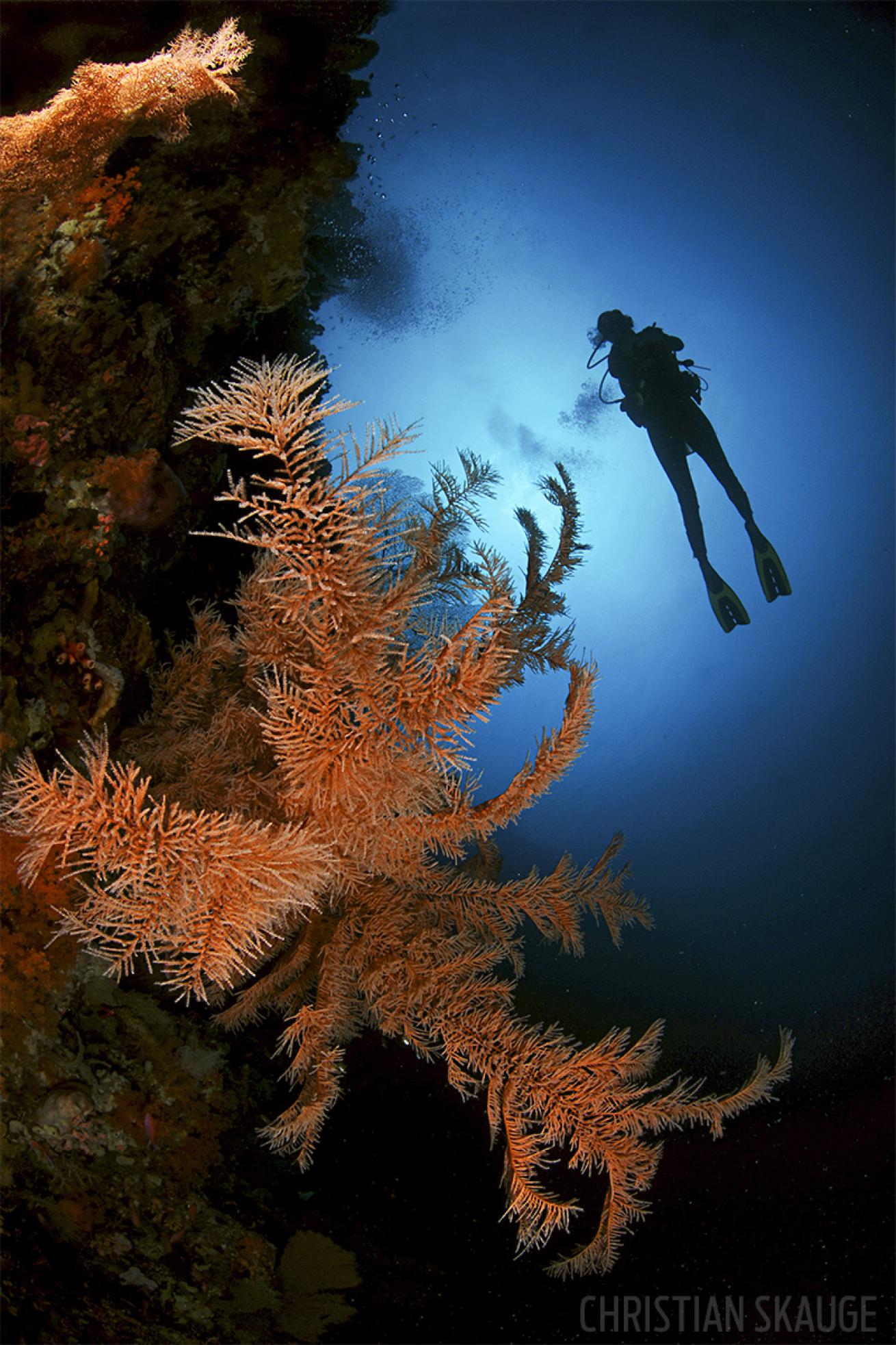 scuba diving indonesia aboard wakatobi pelagian liveaboard 