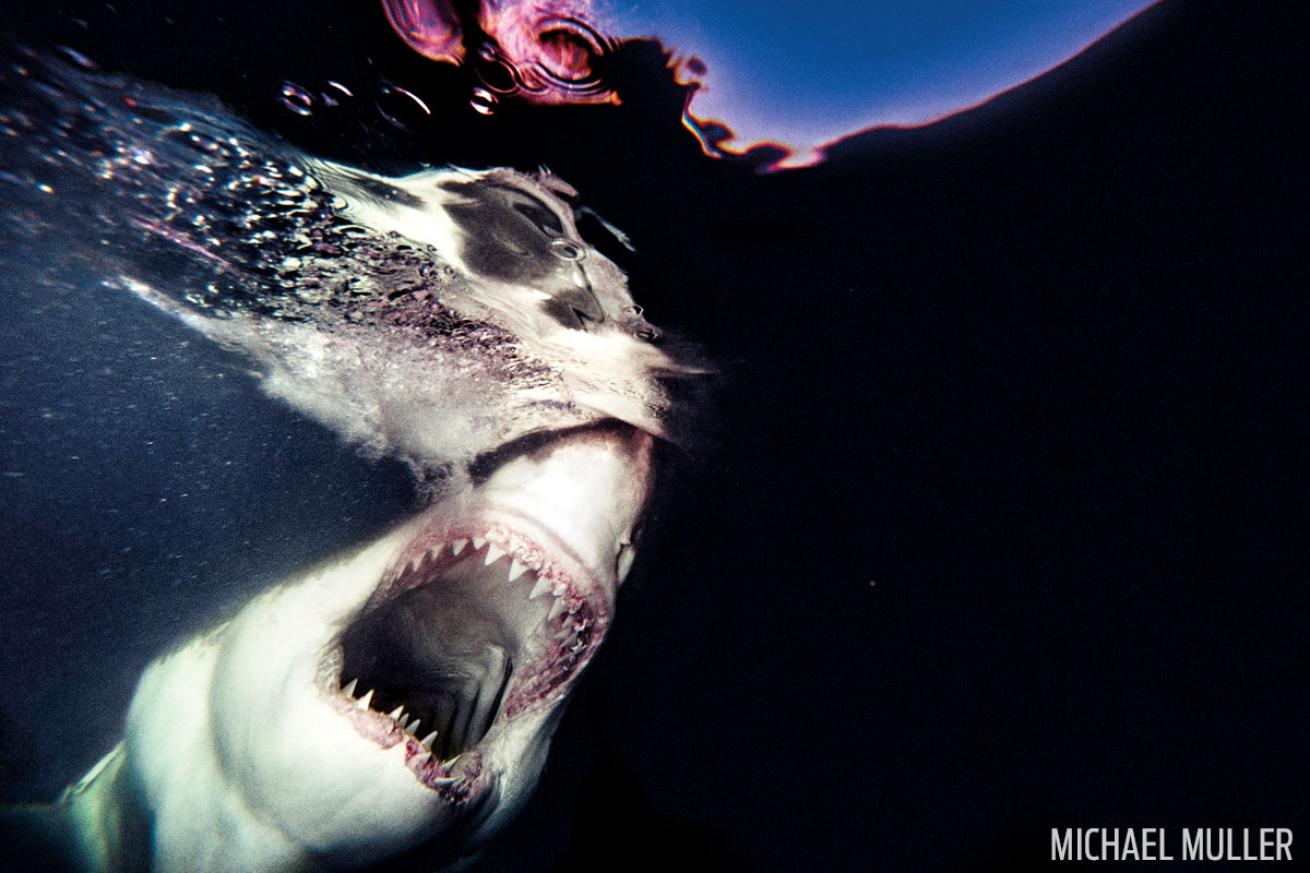 scuba diving with great white sharks