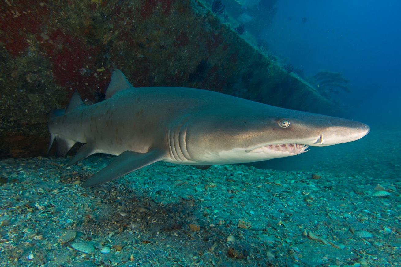 scuba diving in north carolina 