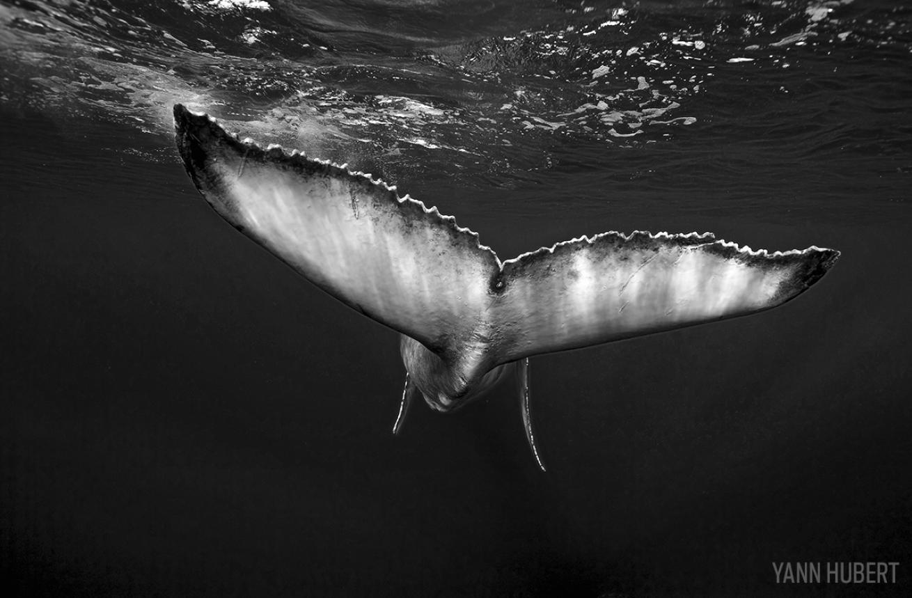 Best big animal diving Pacific and Indian Oceans humpback whale French Polynesia
