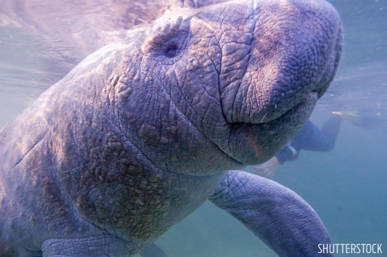 best freshwater diving in florida