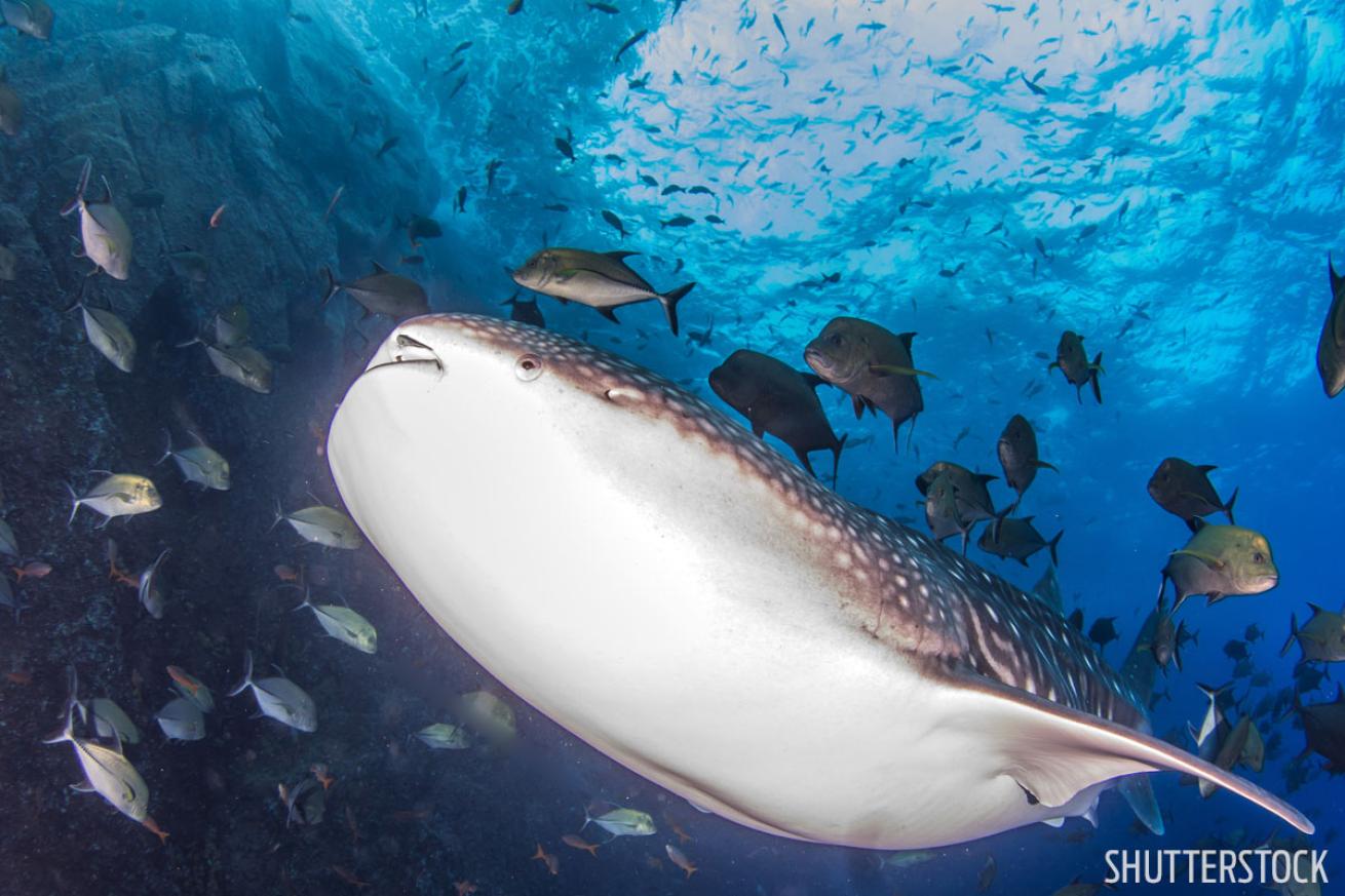 mexico is a best value in scuba diving destinations