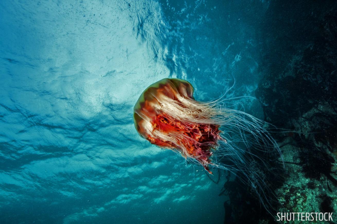 british columbia scuba diving