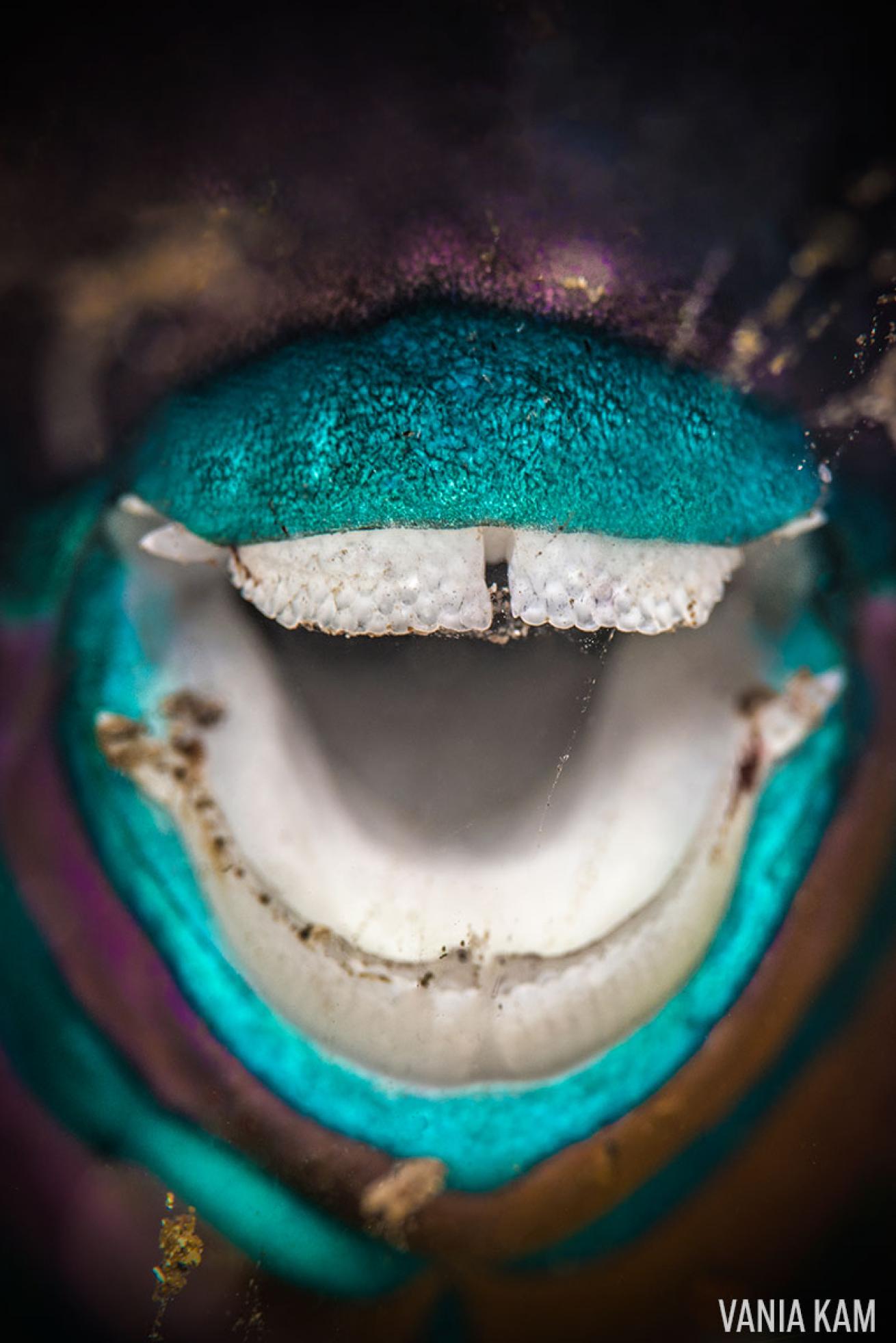 parrotfish underwater photography 