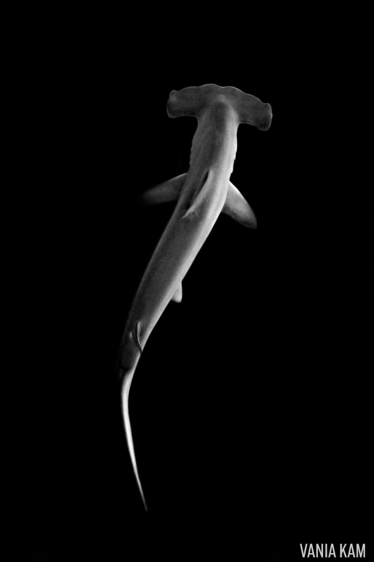 hammerhead shark scuba diving