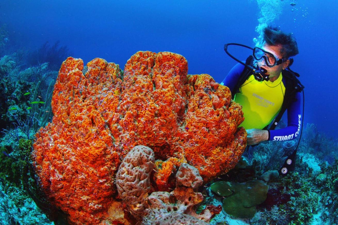Bahamas Scuba Diving Coral Reef