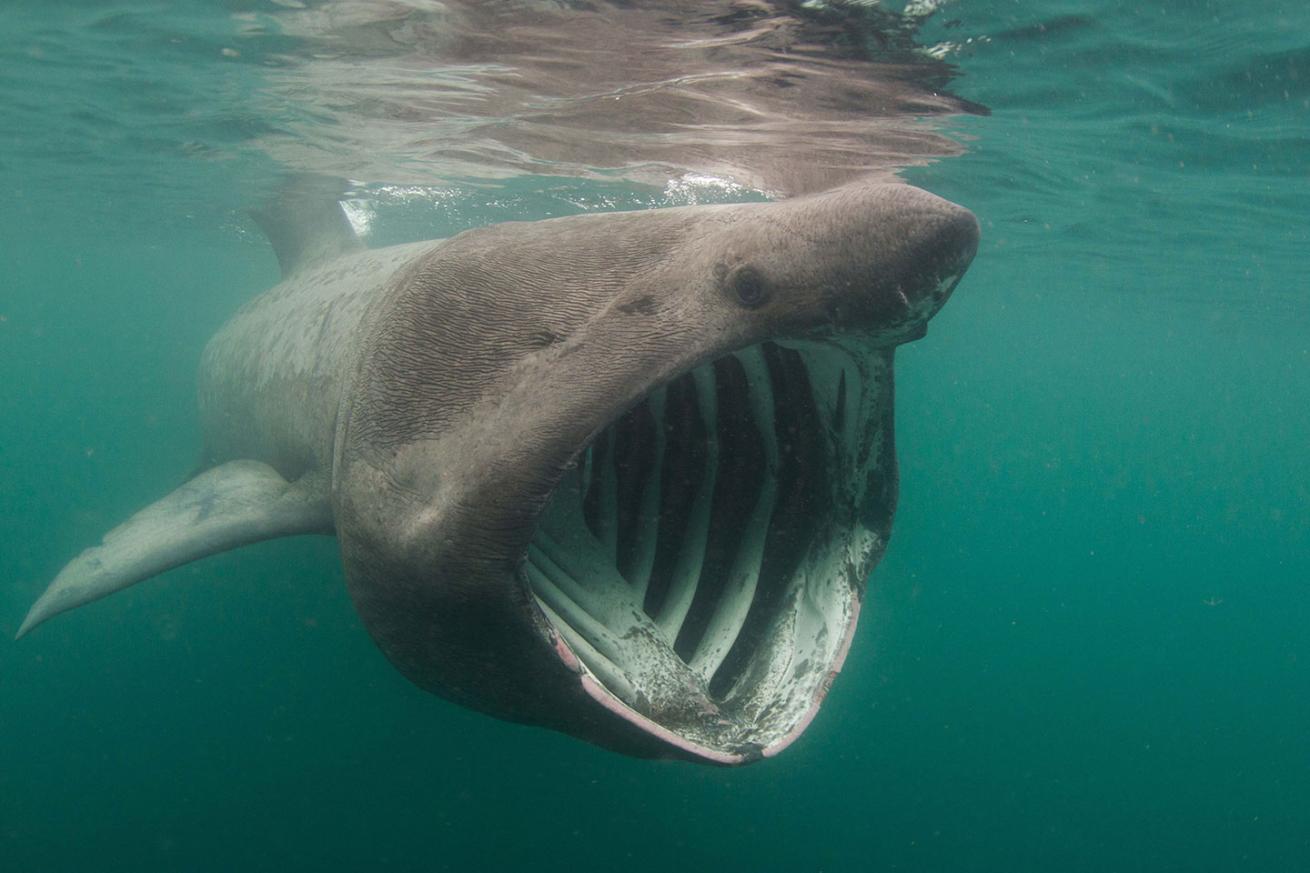 basking shark