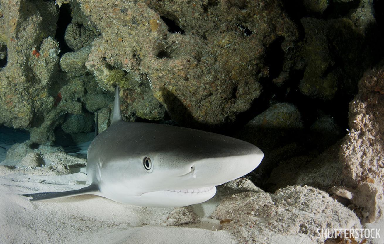 Best cave diving and caverns Bahamas Caribbean