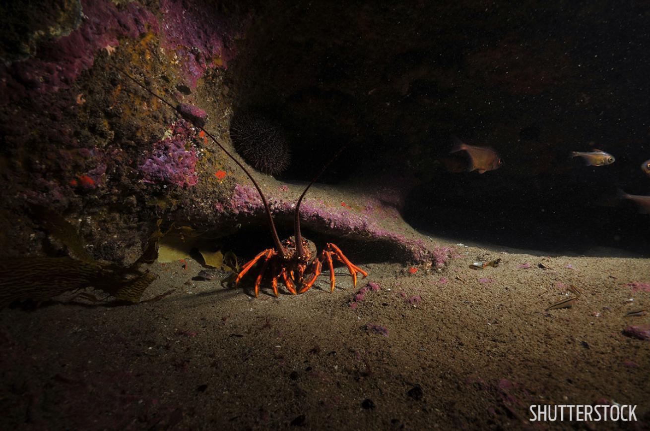 New Zealand best cave diving caverns scuba Pacific and Indian Oceans