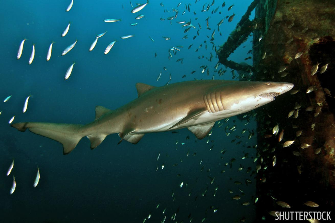 scuba diving with sharks in north carolina