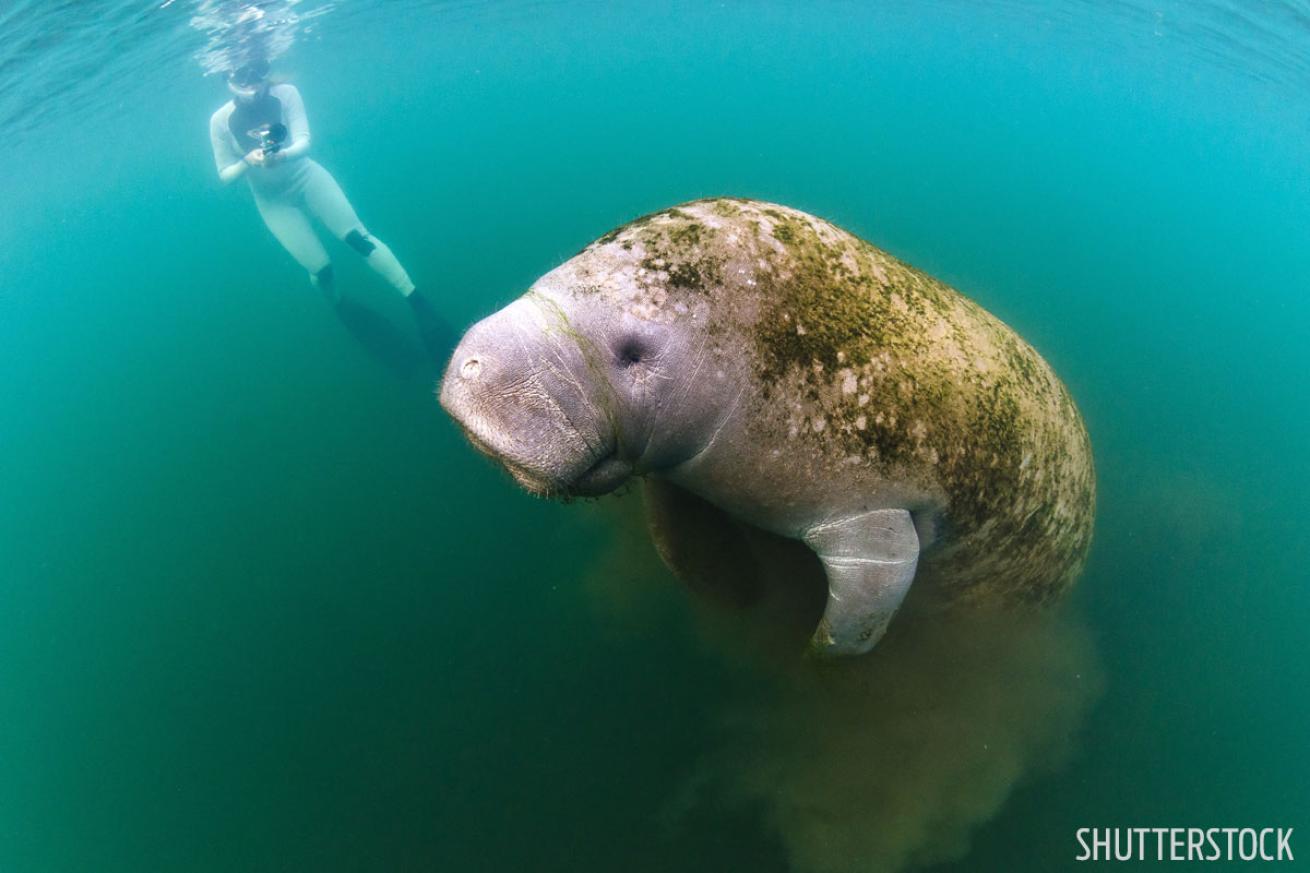 snorkeling in Florida 