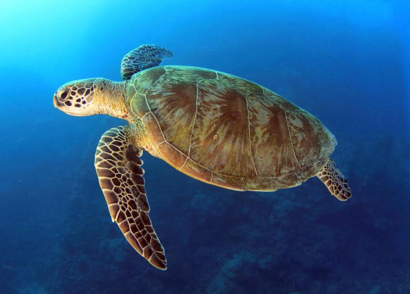 green sea turtle
