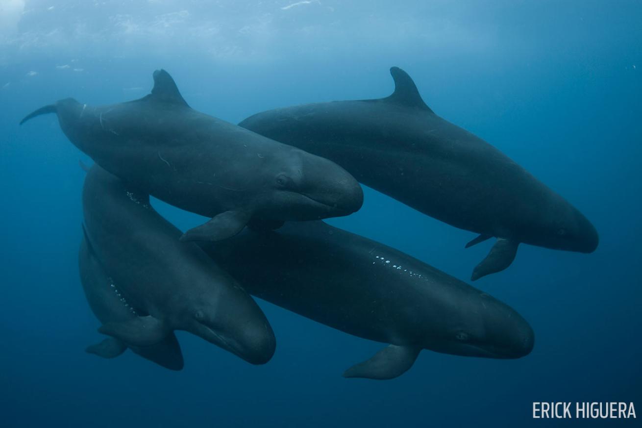 Whale Day Pictures and Photos | Scuba Diving