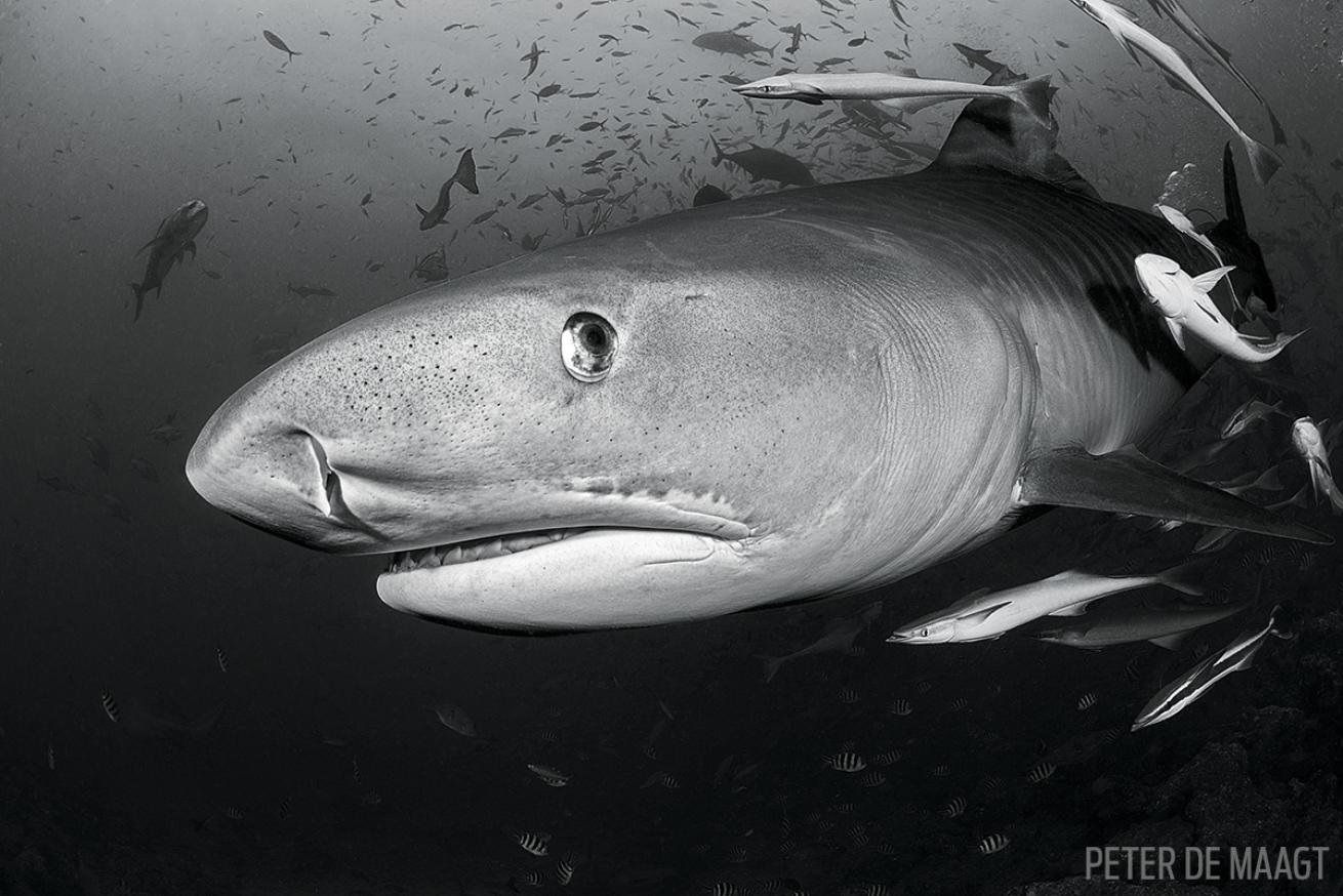 scuba diving with tiger sharks in Fiji