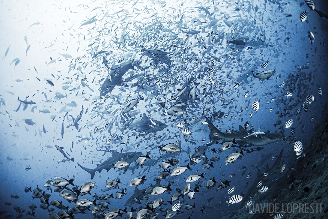 scuba diving with sharks in Fiji