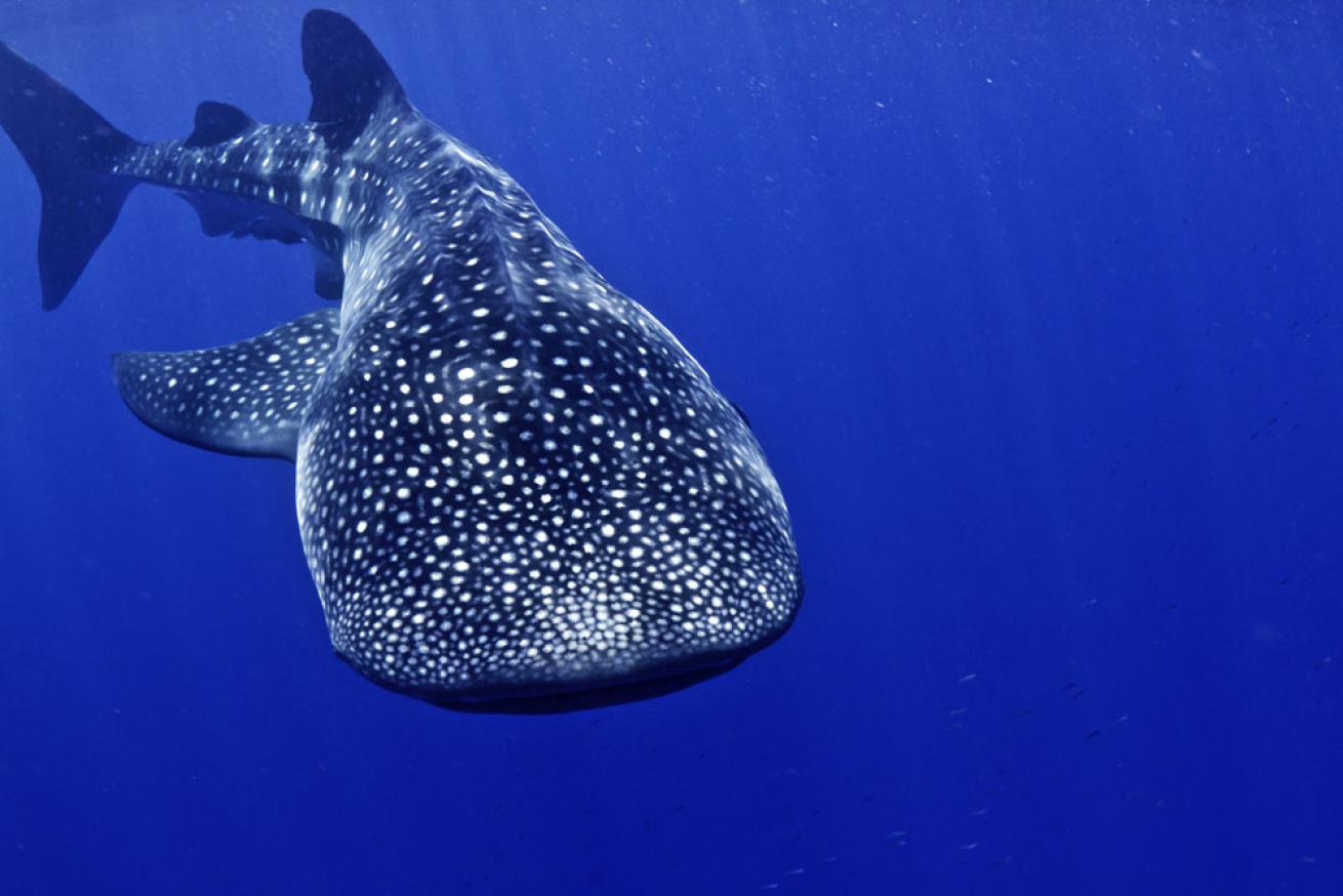 swimming with whale sharks in honduras
