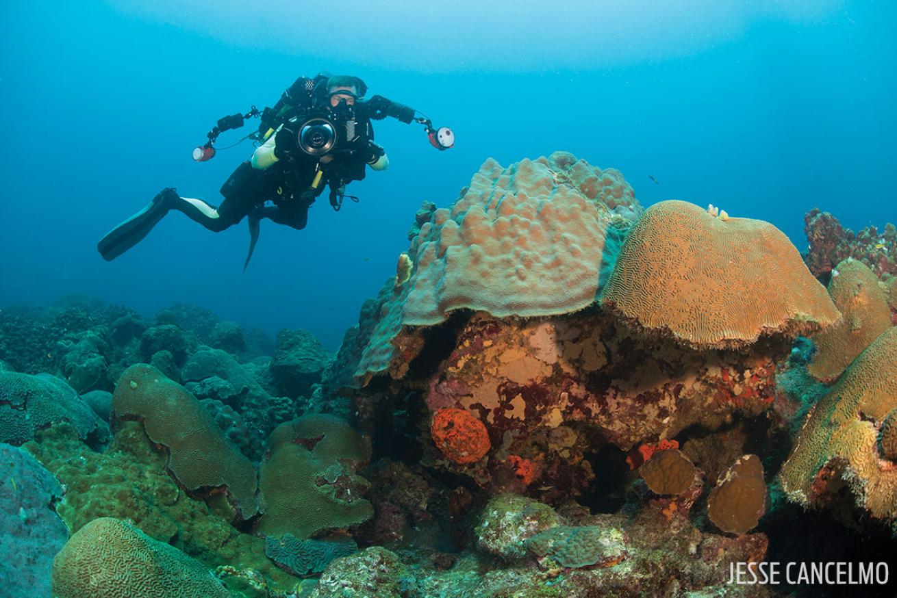 Scuba diving coral reef Gulf of Mexico Flower Garden Banks