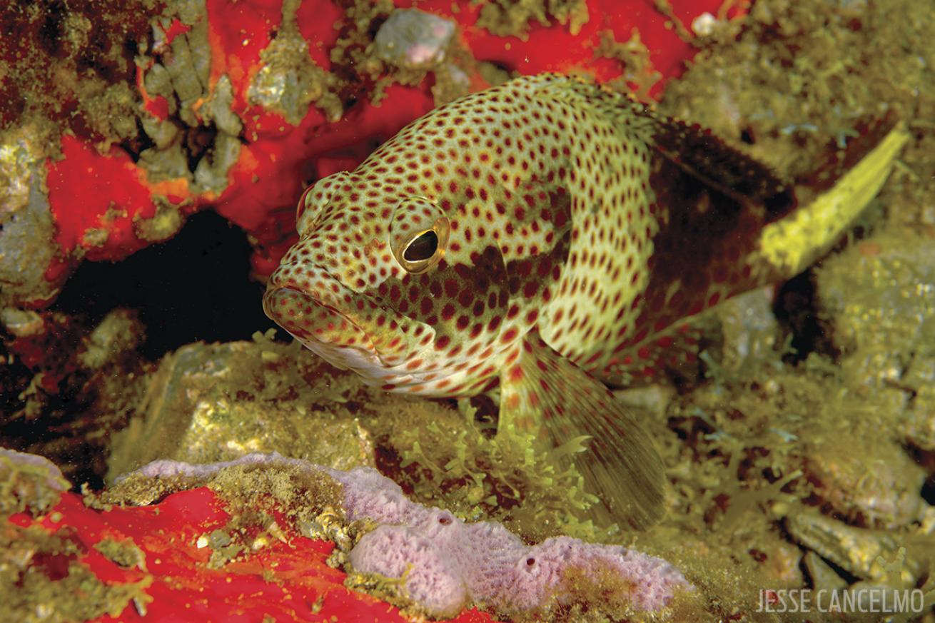 Fish on coral reef Gulf of Mexico Flower Garden Banks