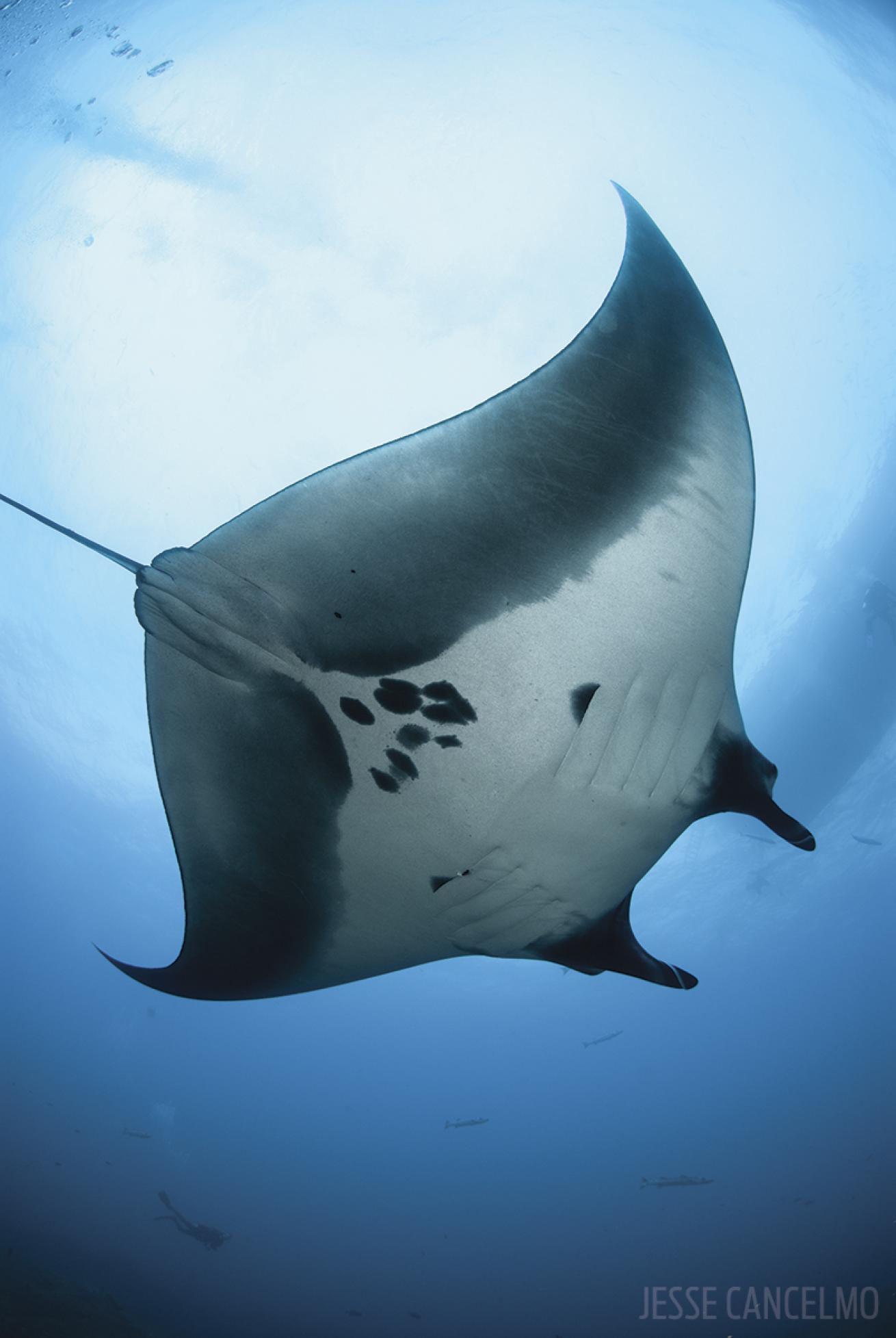 Manta underwater photo Gulf of Mexico Flower Garden Banks