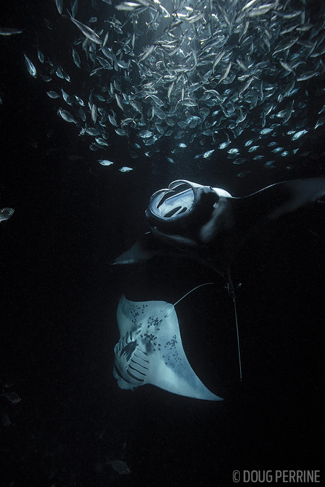 Manta night dive Kona Honu Hawaii