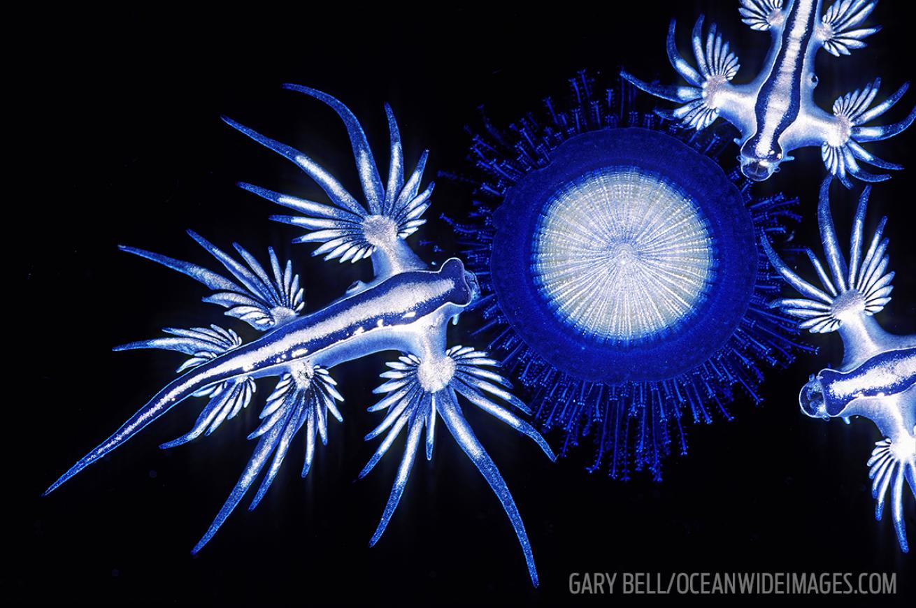 australian sea slug