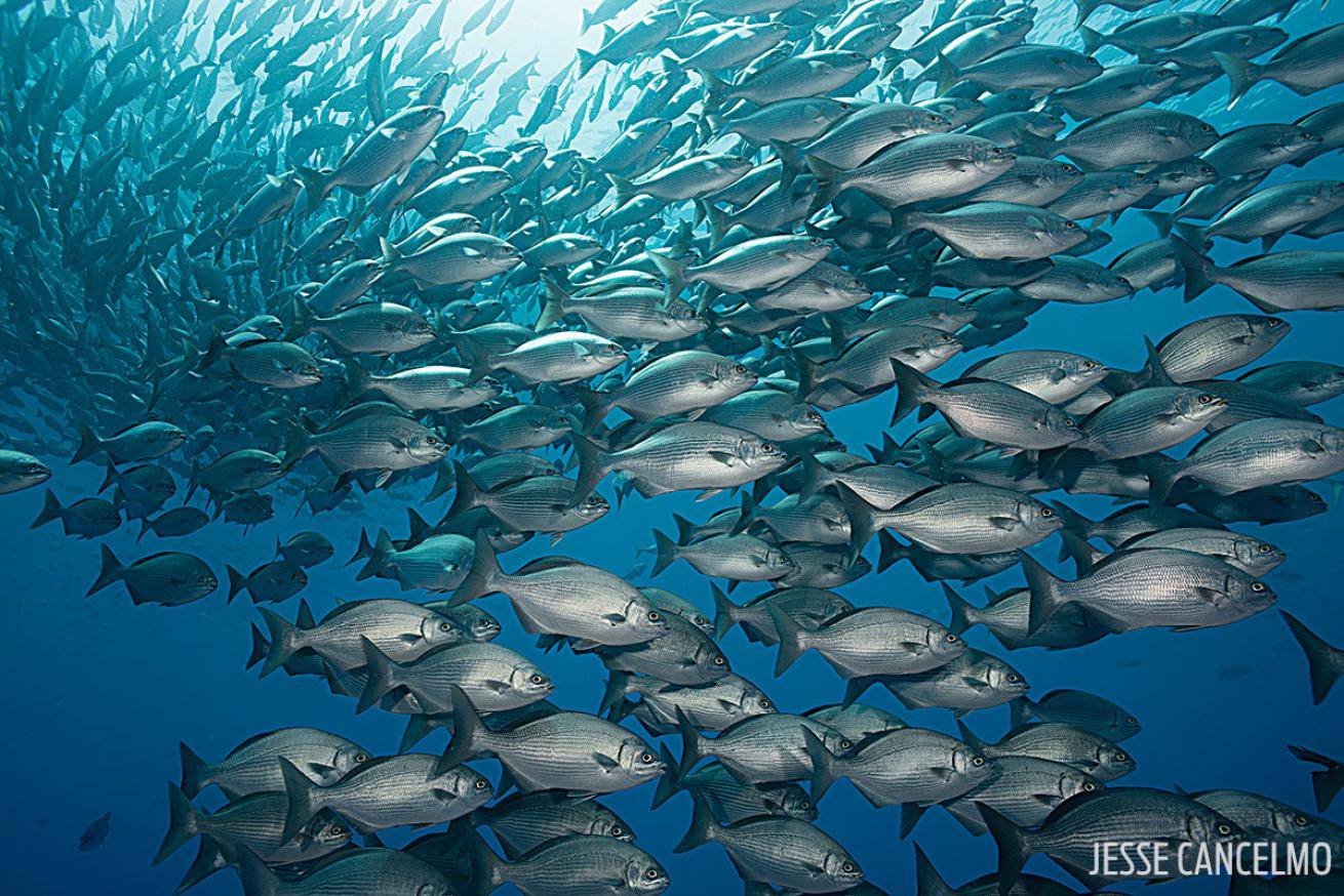 Schooling fish underwater photo Gulf of Mexico Flower Garden Banks