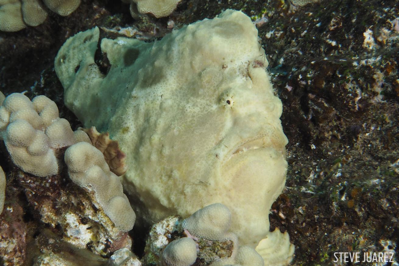 scuba diving Lanai, Hawaii